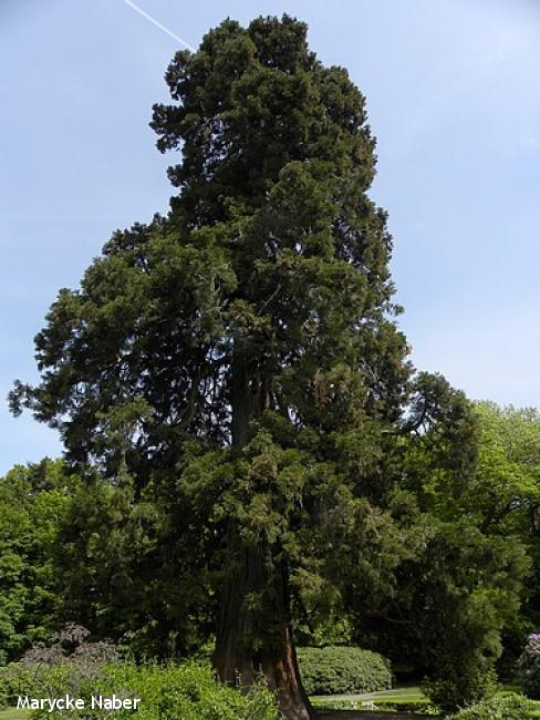 Mammoetboom Abraham Ledeboerpark