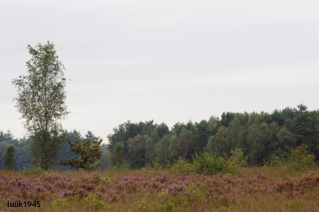 Gorssel - bos, hei en uiterwaard