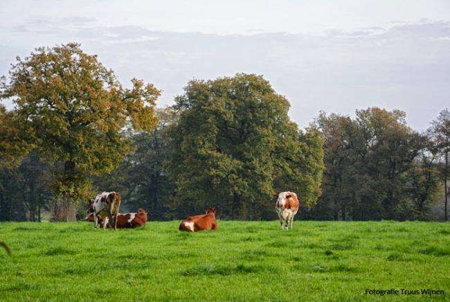 Rondwandeling De Lutte - Beuningen