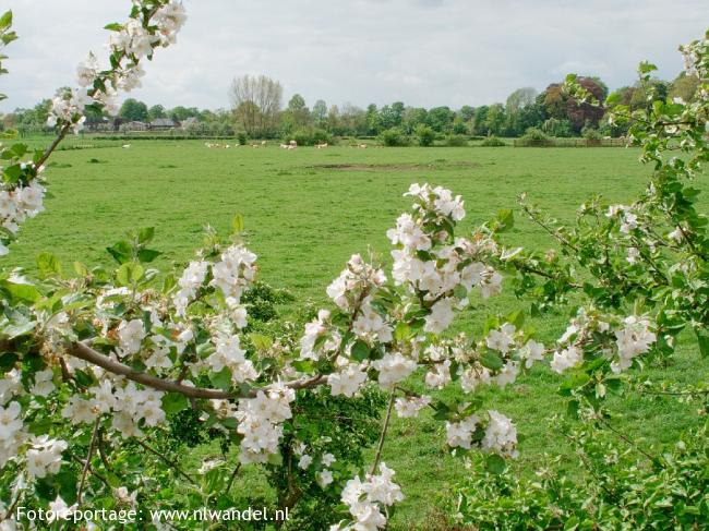 Bloesem langs de Lingedijk 2