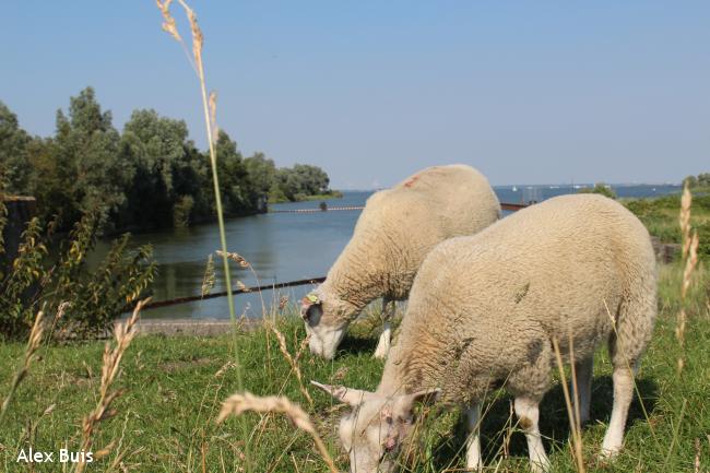 Buiten de binnenstad van Amsterdam: etappe 13