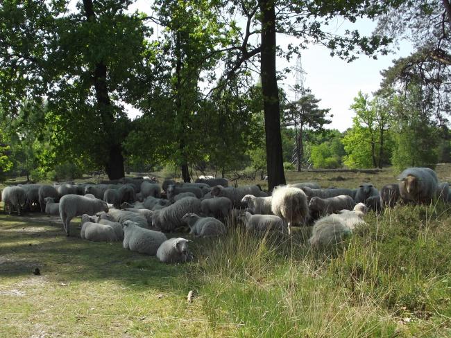 Bewoners op de Beegderheide