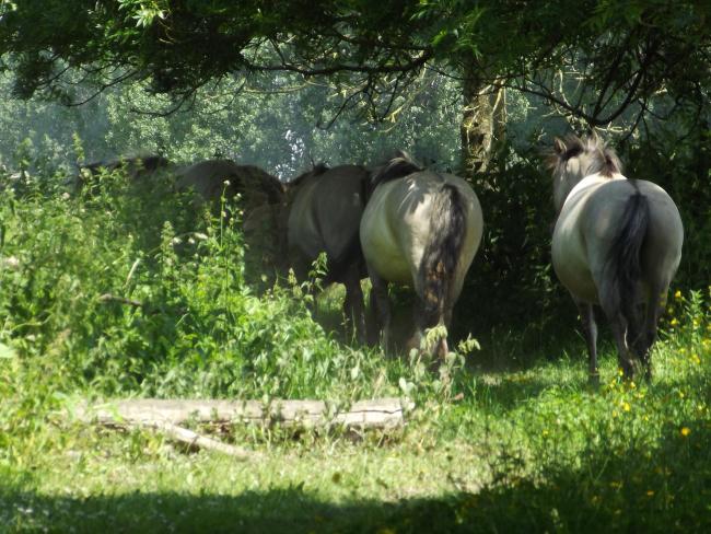 Konikpaarden bij de Huiskensplas