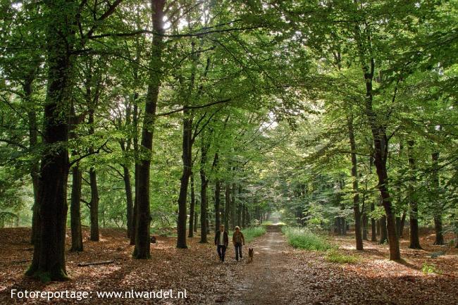 Amerongse Bos