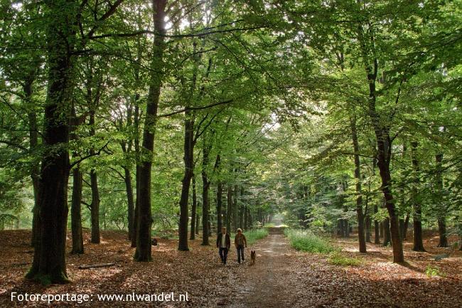 OV-Stapper Amerongse Bos