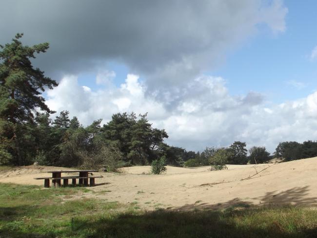 Stuifduinen op de Bergerheide