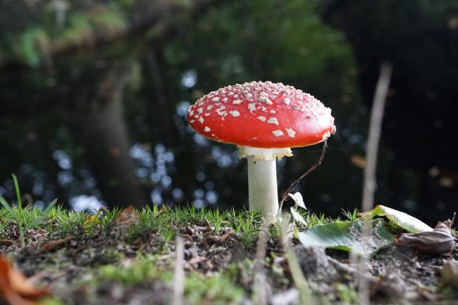 Groene Wissel Bakkeveen