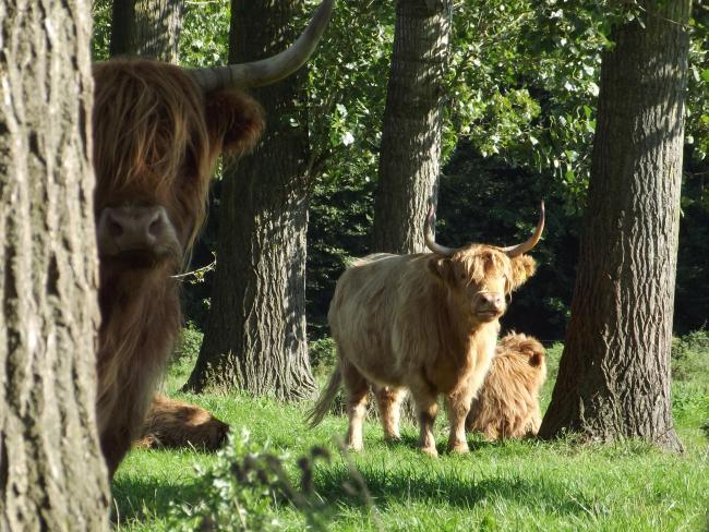  t Sohr, schotse hooglanders