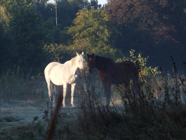  Paarden in het natuurgebied Smalwater