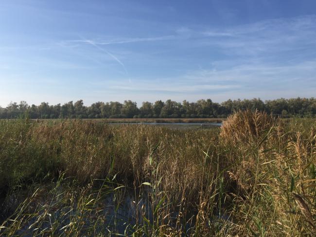 Boswandeling vloedbos Biesbosch