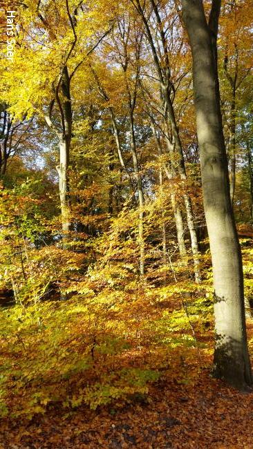 Prachtige herfstkleuren in het Leuvenumse Bos