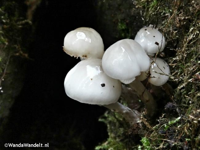 Prachtige paddenstoelen gespot tijdens de Trage Tocht Rheden