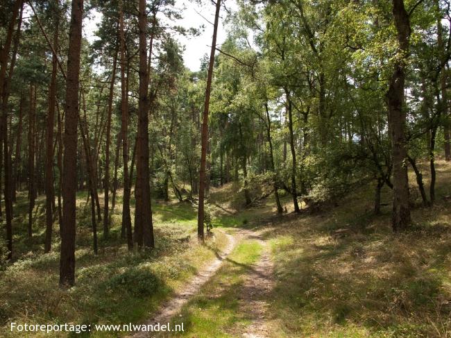 Scharreveld
