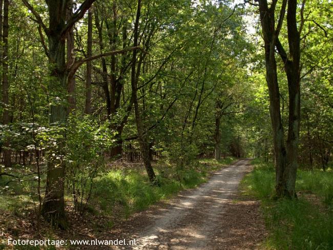 Brachterwald