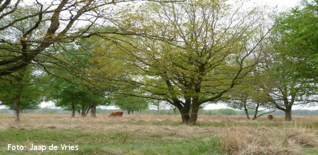 Elper Westerveld