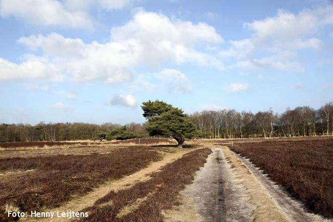 De Gasterse duinen