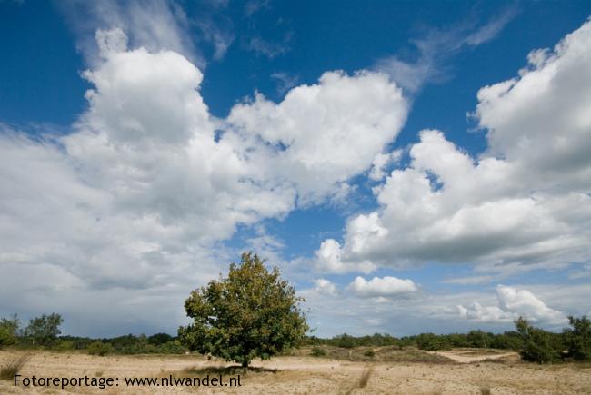 Loonse en Drunense Duinen 1