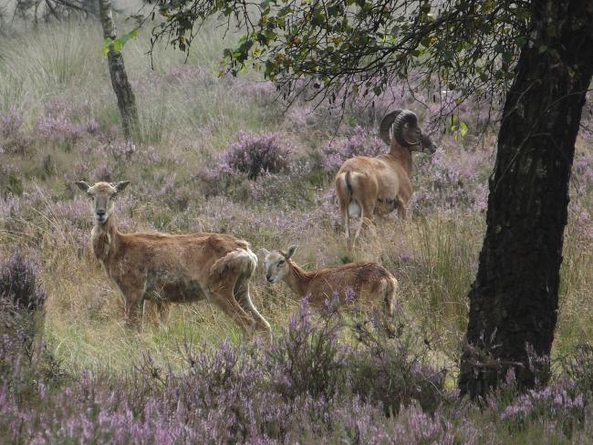 Moeflons op de Schaijkse Heide