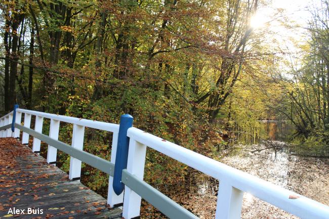 Amstelveens Groen: Amsterdamse Bos 2