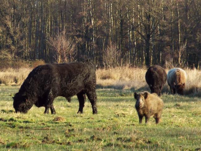 Smeetshof, wild zwijn met galloways