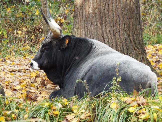  Tauros rund in omgeving van de Abeek