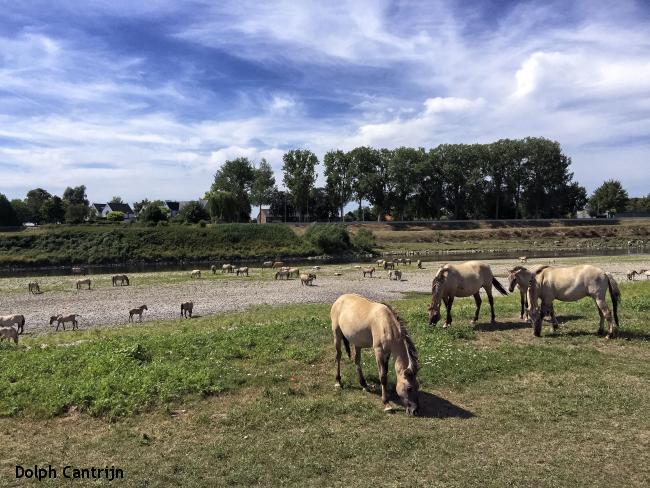 Konikspaarden langs de Maas Konikspaarden langs de Maas