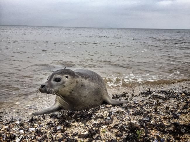 zeehond waddenzee