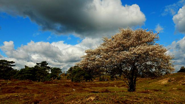 krentenboom op het leersumervled