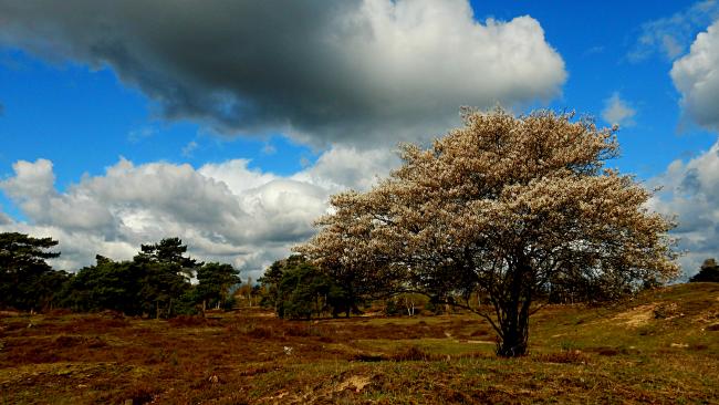 Heuvelrugroute Leersumse Veld