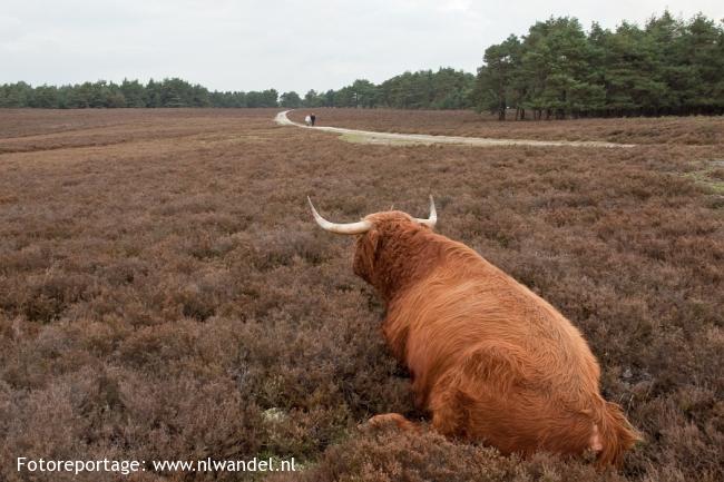 Wezepsche Heide