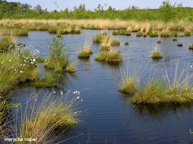 Kapelletjespad Haaksbergen - rondje Haaksbergerveen 