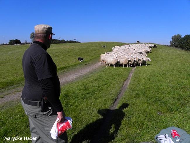 Herder met schaapskudde op de voormalige vuilstort