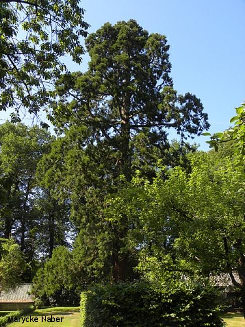 Reuzensequoia