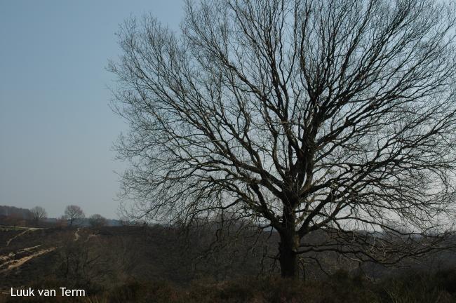 Solitaire boom op de Posbank (maart 2007)