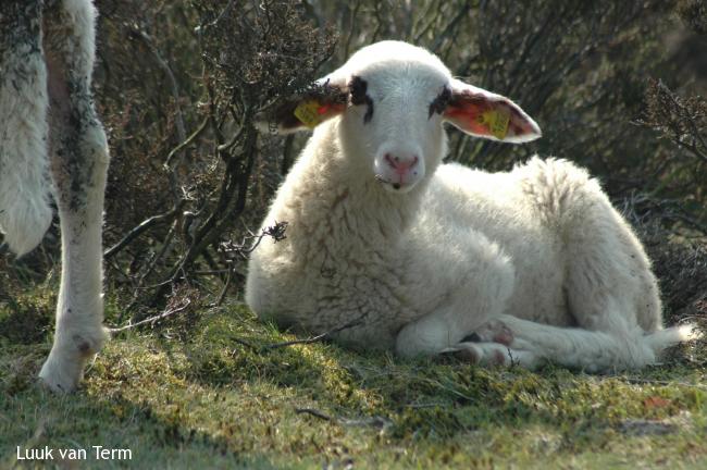 Geen heide zonder schapen (maart 2007)