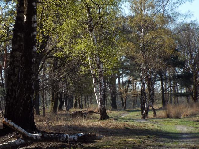 Natuurgebied t Zinkske