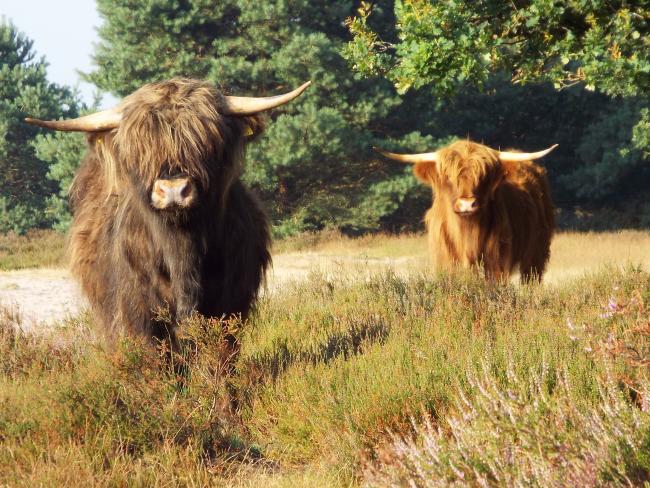  Schotse hooglanders in boswachterij Sint Anthonis