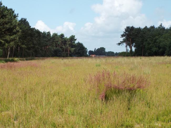 Bosgebied Zwartwater