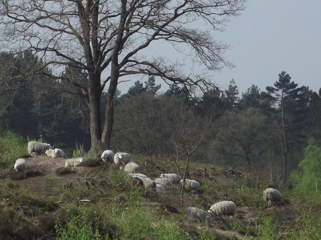 Schaapskudde in de Schadijkse bossen