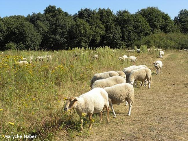 Bijzondere bergwandeling Mook Molenhoek