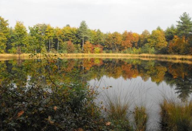Een ven in de Sellinger bossen