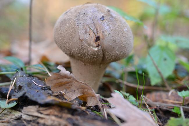 Veel paddenstoelen weer 