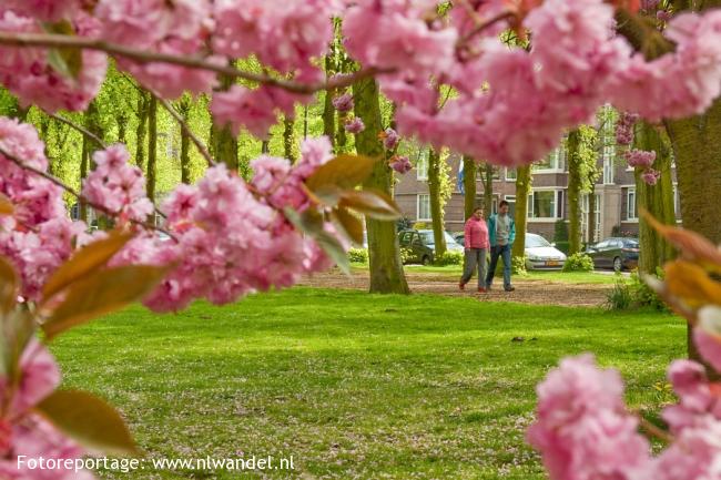 Groene Wissel Rijswijk ZH