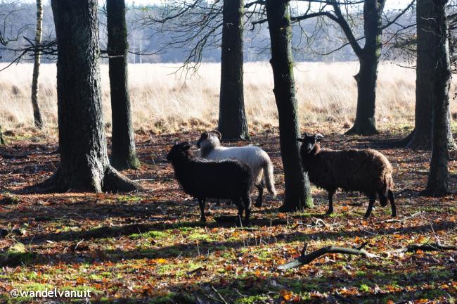 Rondwandeling Drouwenerveld