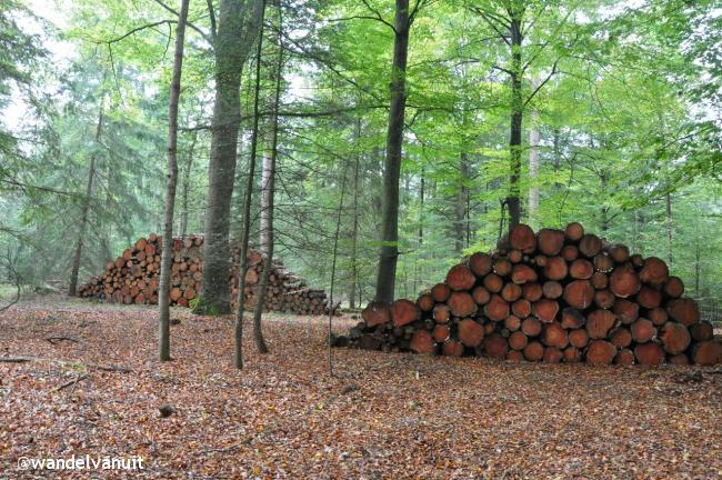 Rondwandeling boswachterij Schoonloo