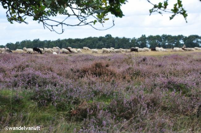 Rondwandeling Assen-Rolde-Assen