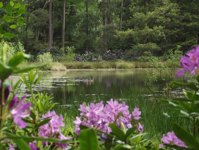 Ven in landgoed Gorp & Roovert