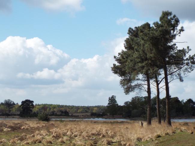 Strabrechtse Heide