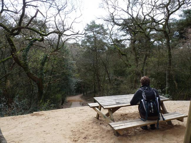 Boswandeling Drents-Friese Wold Appelscha