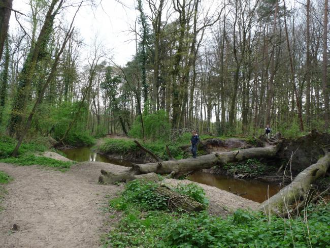 Boswandeling beekbos Bekendelle Winterswijk